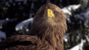 La_voix_des_aigles_M_Barra     