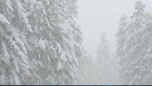 Neige_et_avalanche_P_fancea_     